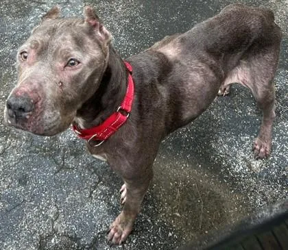 A senior large-sized female Pit Bull Terrier dog named Liberty for adoption in Blue Ridge, GA