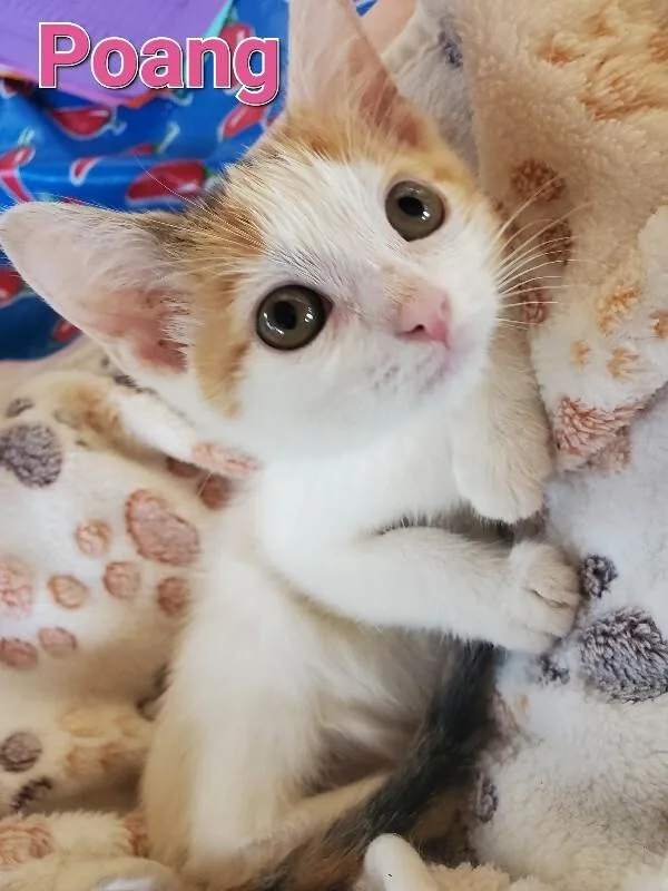 A young small-sized female Calico Domestic Short Hair cat named Poang for adoption in Cincinnati, OH