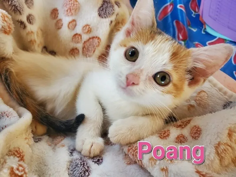 Poang thumbnail 3