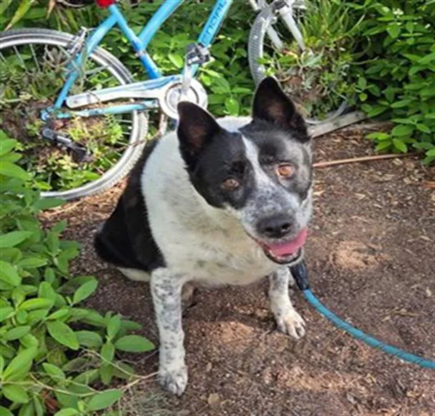 An adult large-sized female Australian Cattle Dog / Blue Heeler dog named Bell for adoption in Tucson, AZ