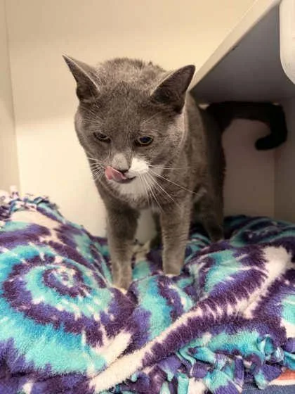 A senior small-sized male Gray & White Domestic Short Hair cat named Wally Kimbo for adoption in Annapolis, MD