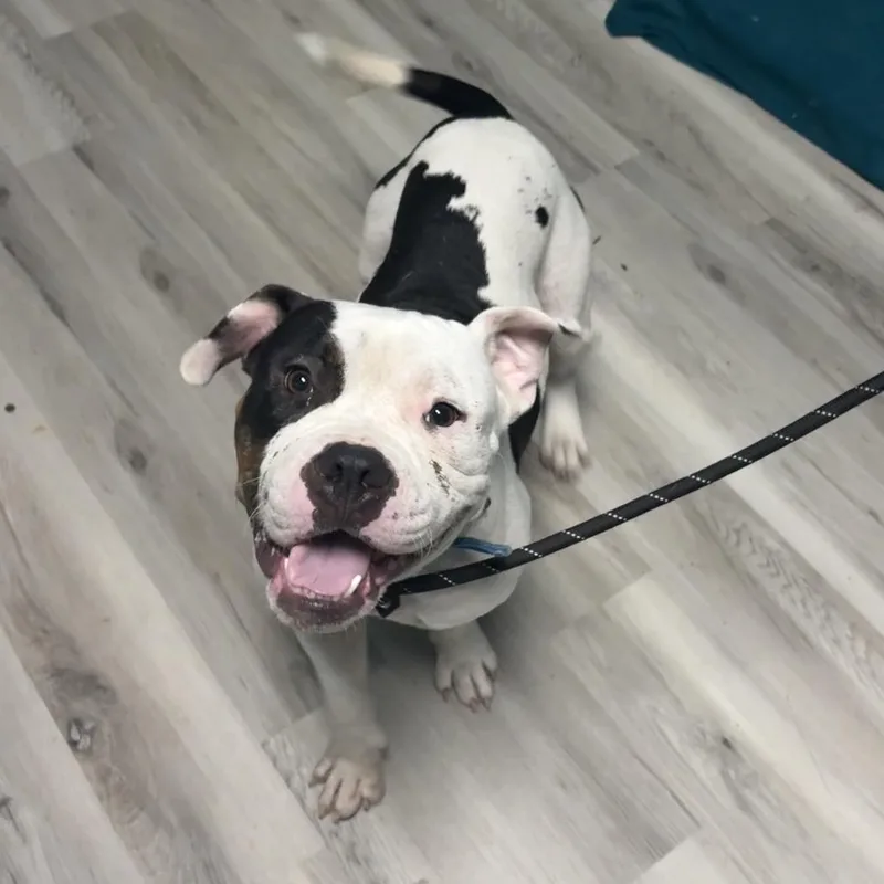 An adult medium-sized male White / Cream Terrier dog named Ravioli for adoption in St. Louis, MO