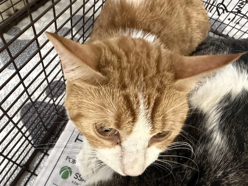 An adult large-sized male Domestic Short Hair cat named Artie for adoption in San Pedro, CA