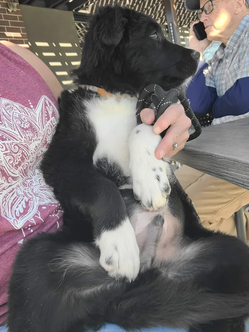 Rascal thumbnail 2