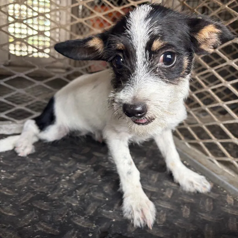 A baby small-sized female Terrier dog named Fiona for adoption in Edinburg, TX