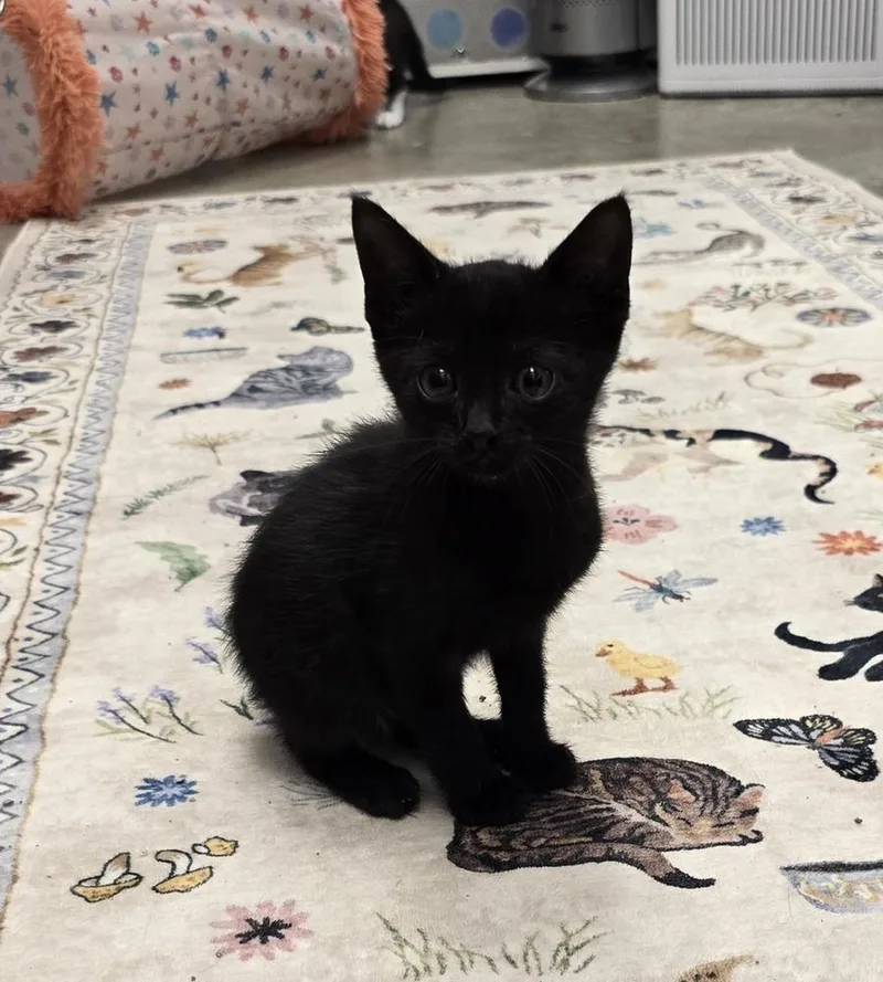 A baby small-sized male Black Domestic Short Hair cat named Ambrose for adoption in Ruskin, FL