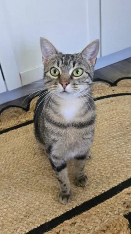 A young medium-sized female Tabby (Brown / Chocolate) Domestic Short Hair cat named Ladybug for adoption in Warr Acres, OK