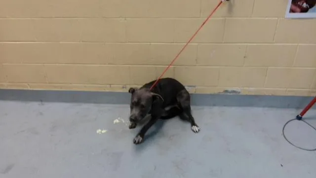 A young large-sized male Pit Bull Terrier dog named Chicken for adoption in Tulsa, OK