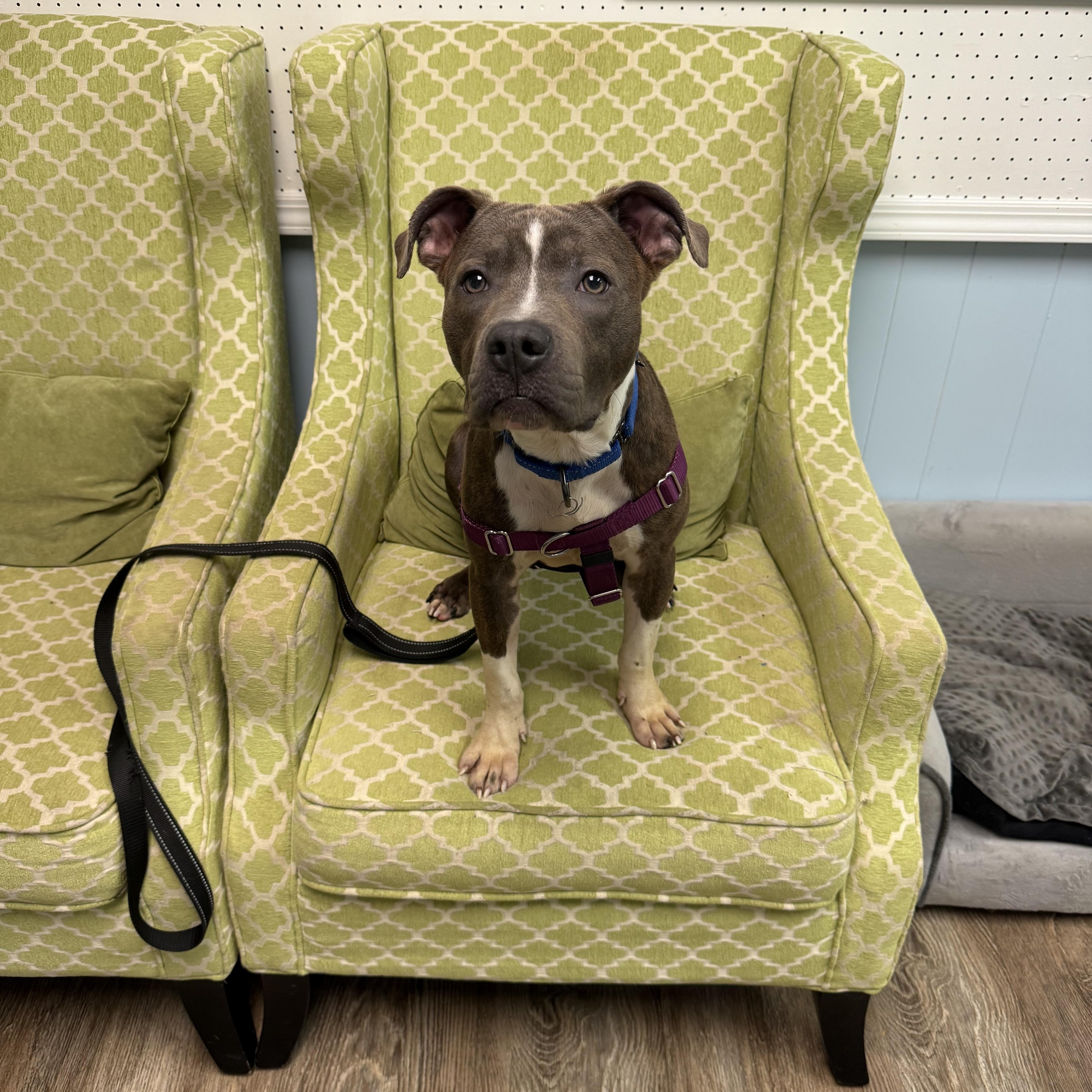 A young medium-sized male American Staffordshire Terrier dog named Clark for adoption in farmingdale, NJ