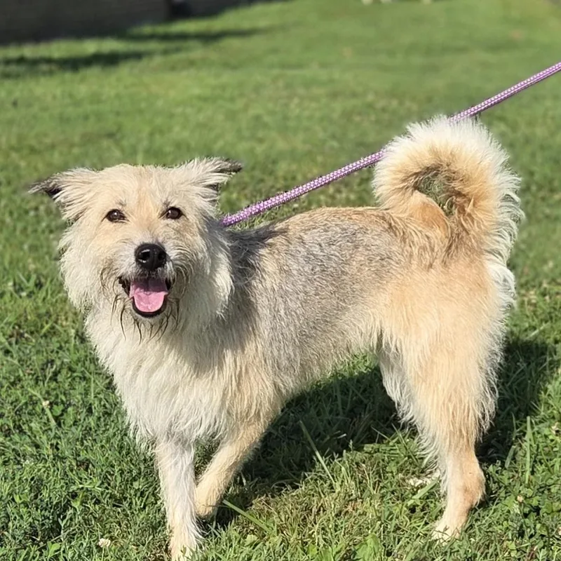 An adult medium-sized female Yellow / Tan / Blond / Fawn Wirehaired Terrier dog named Cynthia for adoption in McKean, PA