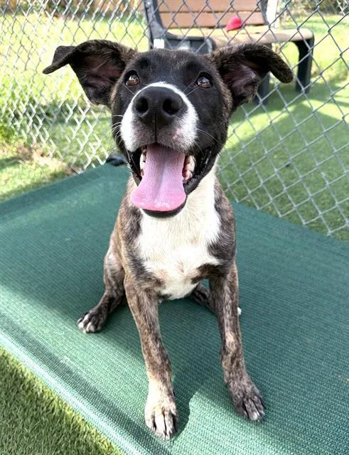 A young medium-sized male Mixed Breed dog named Denver for adoption in Columbia, SC