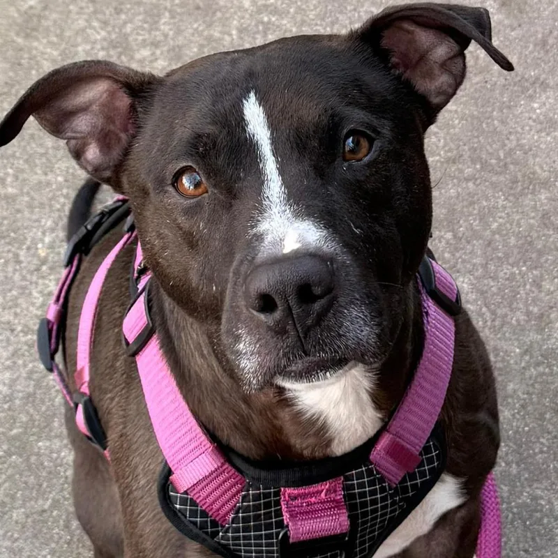 Patty Cake thumbnail 2