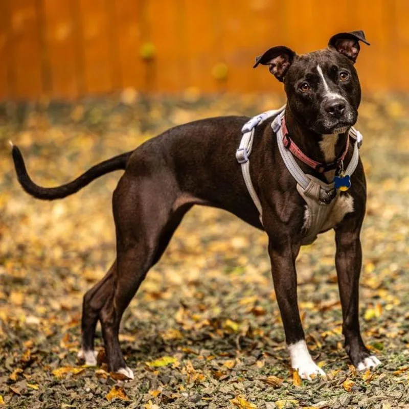 Patty Cake thumbnail 3