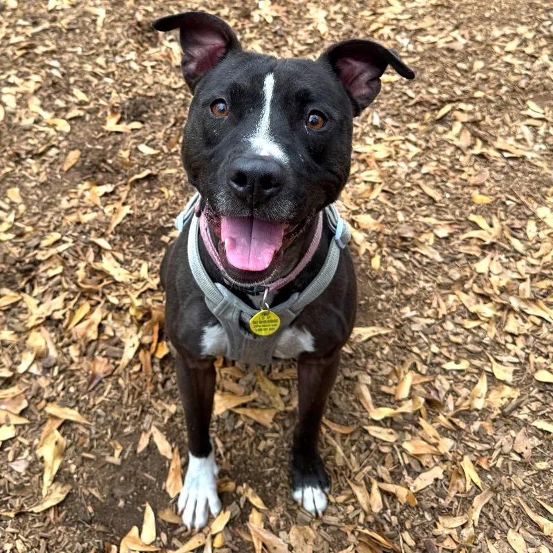 Patty Cake thumbnail 4