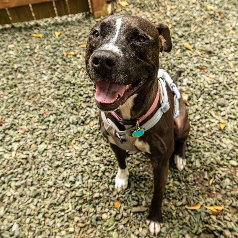 Patty Cake thumbnail 5