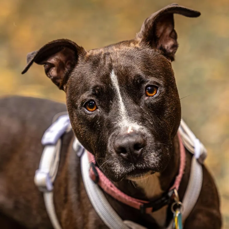 Patty Cake thumbnail 6