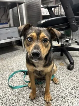 An adult medium-sized female Mixed Breed dog named Lillian for adoption in West Chester, PA