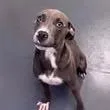 A young medium-sized male Mixed Breed dog named Dudley for adoption in East Hanover, NJ
