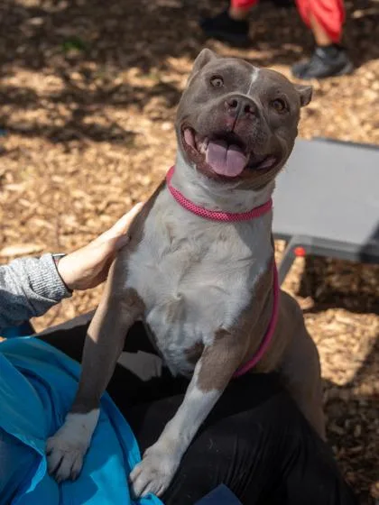 An adult large-sized male Mixed Breed dog named Dapper for adoption in Chamblee, GA