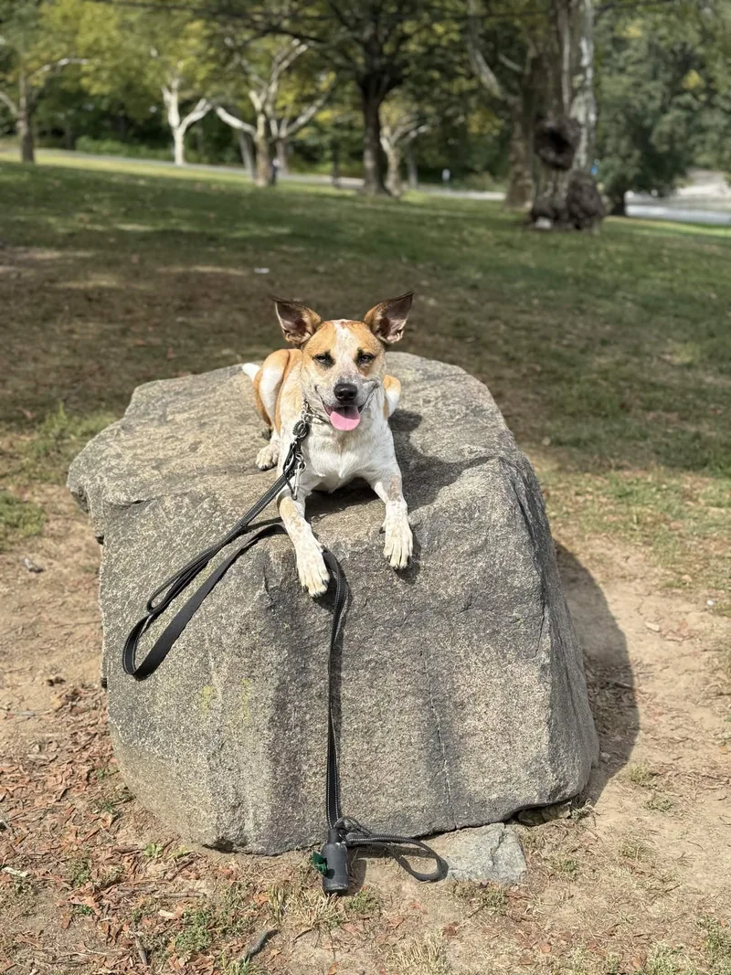 A young medium-sized female Golden Cattle Dog dog named Belle for adoption in Hampton Bays, NY