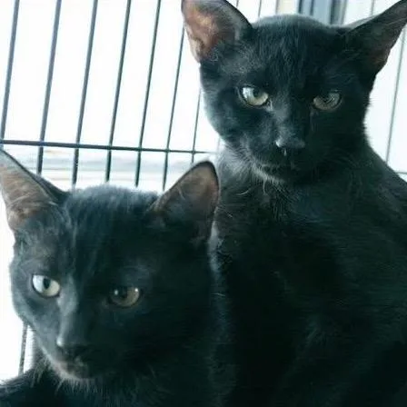A baby small-sized male Black Domestic Short Hair cat named Wolfie for adoption in Sarasota, FL