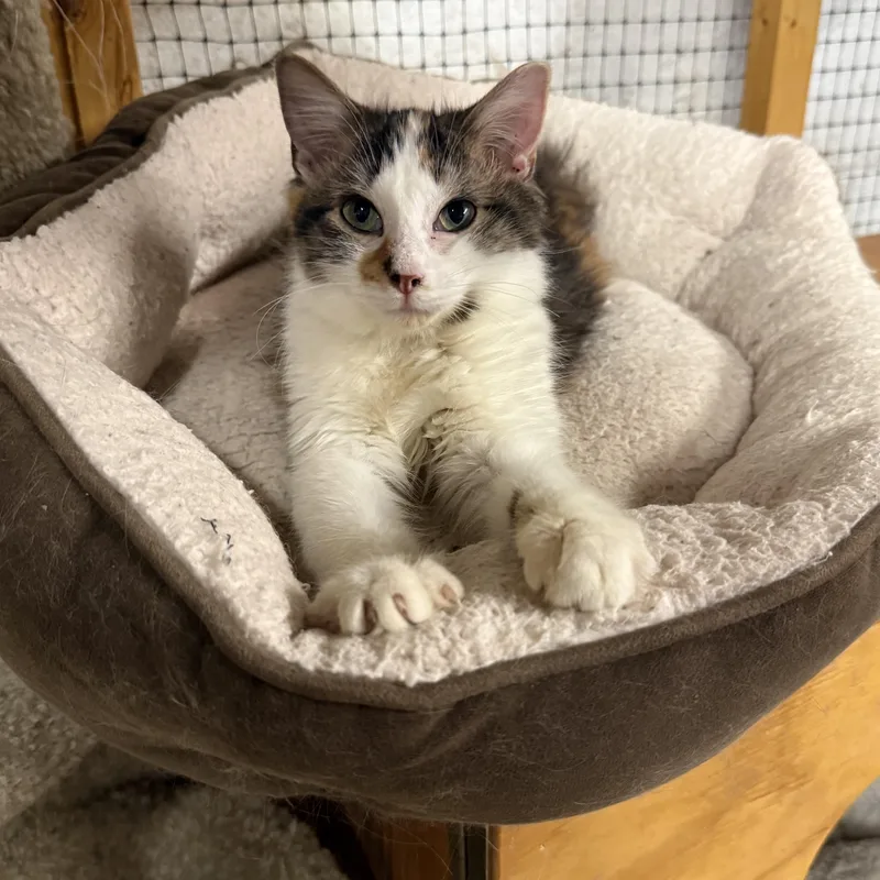 A baby medium-sized female Calico cat named Opal for adoption in East Amherst, NY