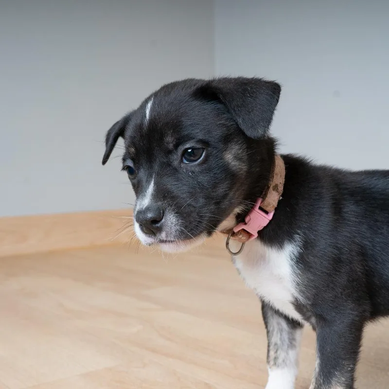 A baby medium-sized female Black Shepherd dog named Kia D for adoption in Minnetonka, MN