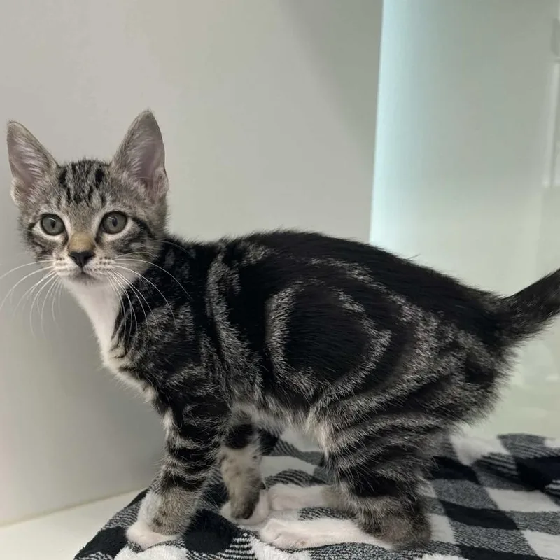 A baby small-sized male Gray / Blue / Silver Domestic Short Hair cat named Foolery for adoption in Beaumont, TX