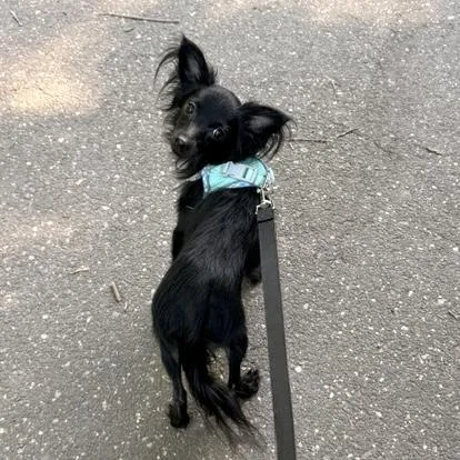 A young small-sized male Black Papillon dog named Louie for adoption in Brooklyn, NY