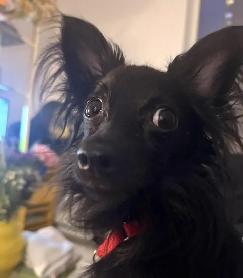 Louie thumbnail 2