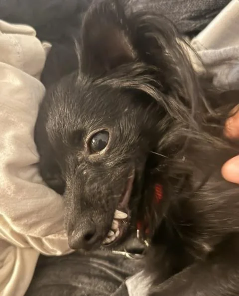 Louie thumbnail 3