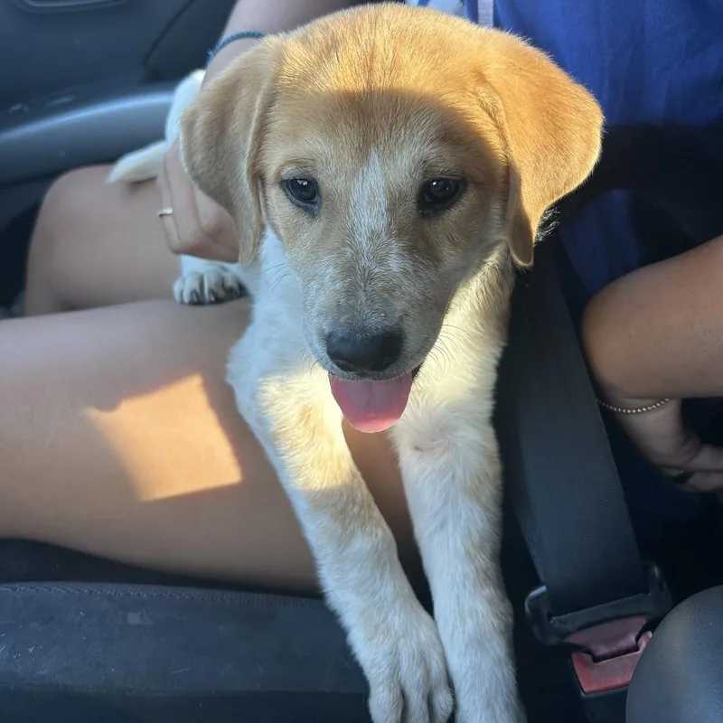 A baby medium-sized male Yellow / Tan / Blond / Fawn Mixed Breed dog named Praline for adoption in Tacoma, WA
