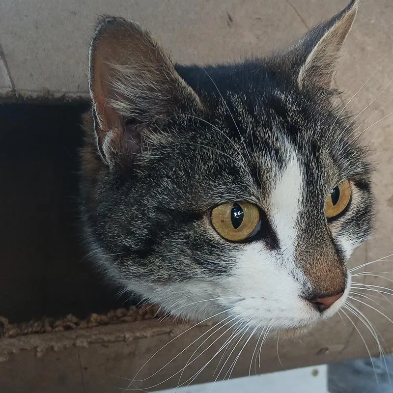An adult medium-sized female White Domestic Short Hair cat named Belva for adoption in Coos Bay, OR