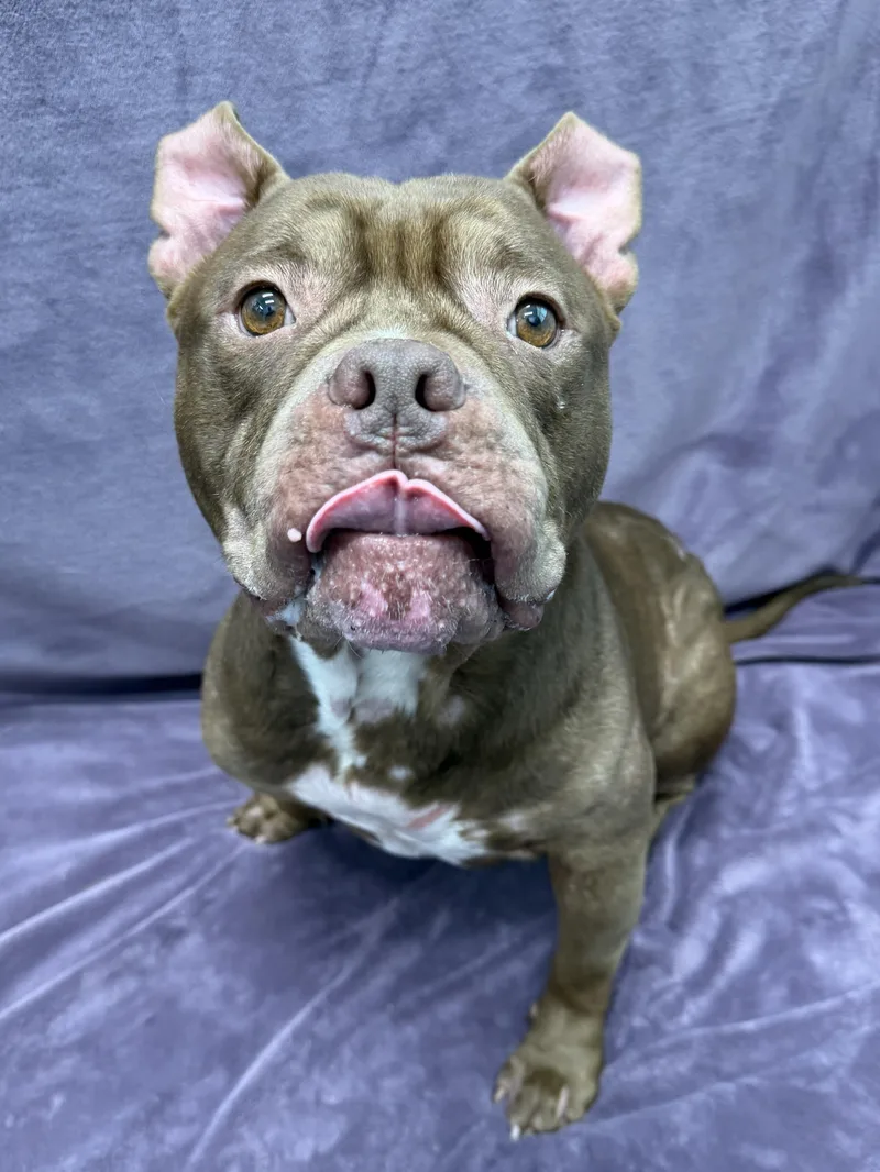An adult medium-sized male Brown / Chocolate American Bully dog named Gizmo Tag for adoption in Central Islip, NY