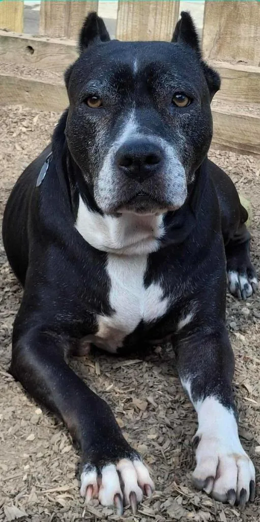 Sheet Shang thumbnail 2