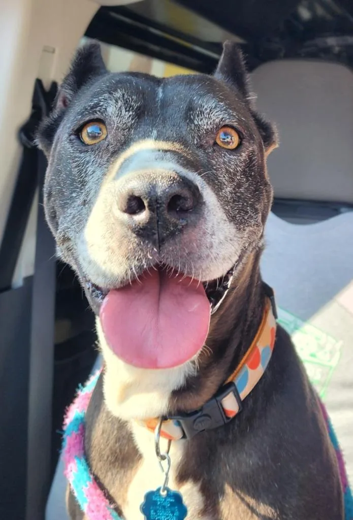 Sheet Shang thumbnail 3