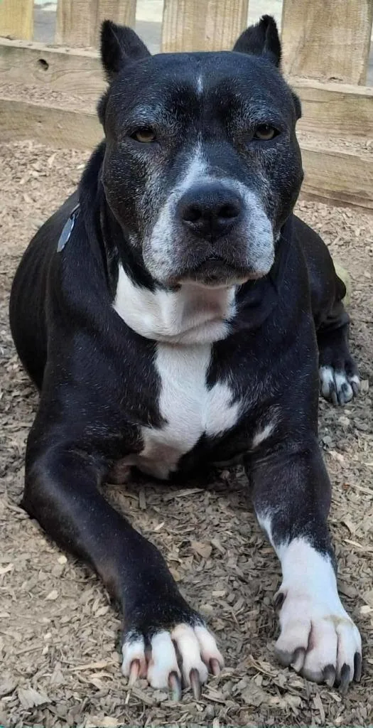 Sheet Shang thumbnail 4