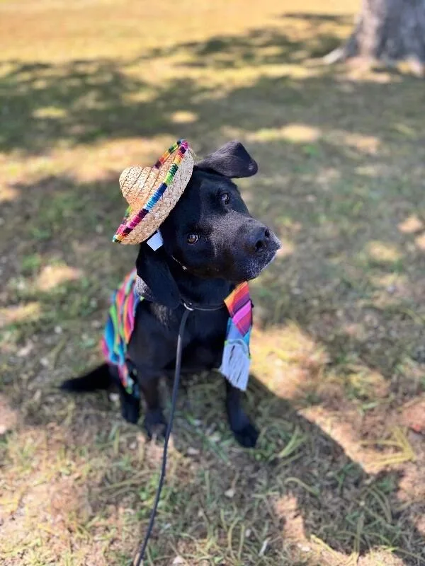 An adult large-sized male Black Labrador Retriever dog named Boss for adoption in Aiken, SC