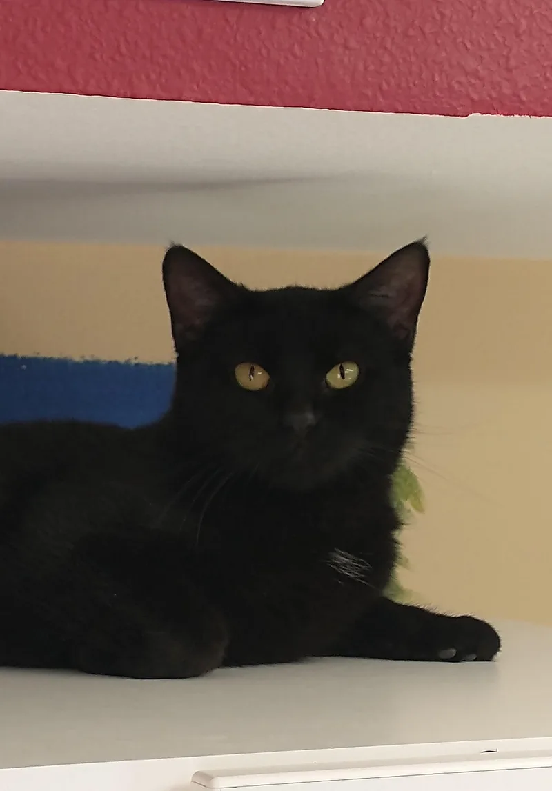 An adult medium-sized female Black Domestic Short Hair cat named Kendall for adoption in Tomah, WI