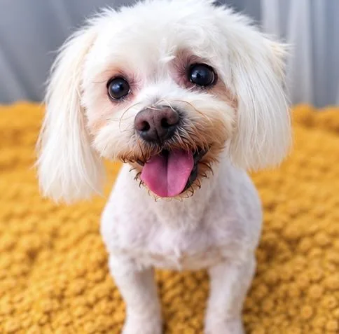 A senior small-sized female Maltese dog named Missy Lou for adoption in Foley, AL