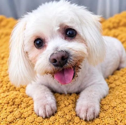 Missy Lou thumbnail 3