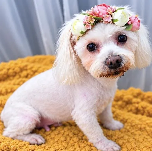 Missy Lou thumbnail 4
