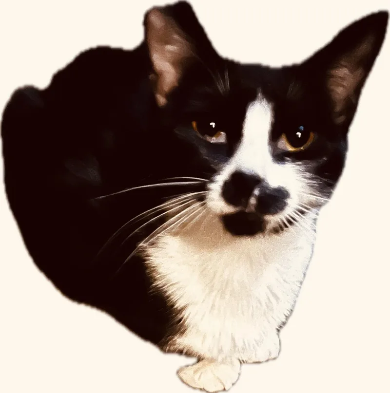 An adult medium-sized female Black & White / Tuxedo Tuxedo cat named Matilda W. for adoption in Sacramento, CA