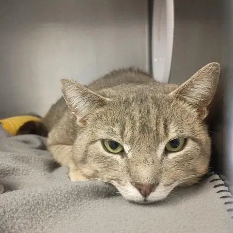 An adult large-sized male Gray / Blue / Silver Domestic Short Hair cat named Spencer for adoption in Knoxville, TN