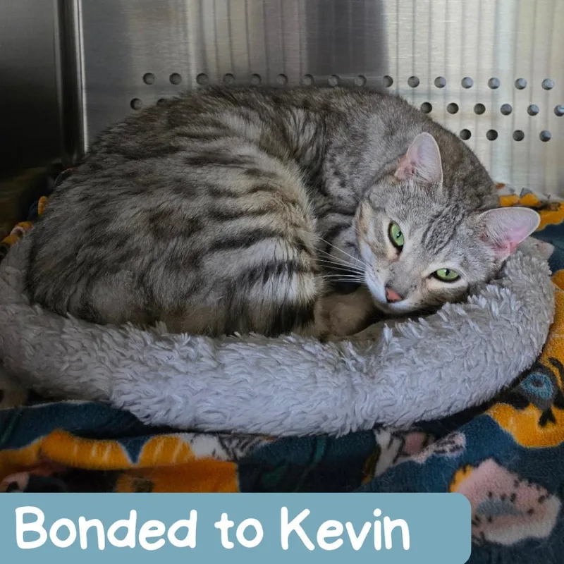 An adult large-sized female Gray / Blue / Silver Bengal cat named Mia for adoption in Denver, CO