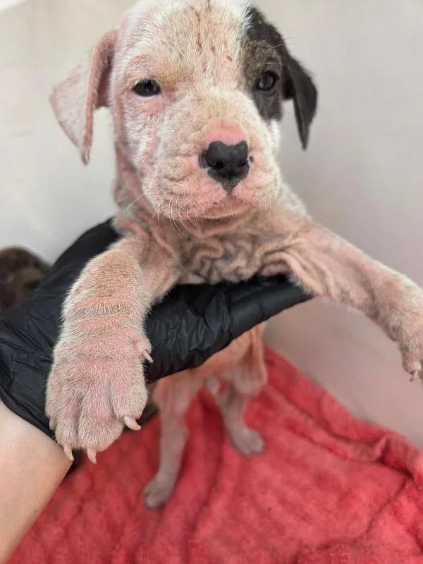 A young small-sized female Black Mixed Breed dog named Cedrella for adoption in Mobile, AL