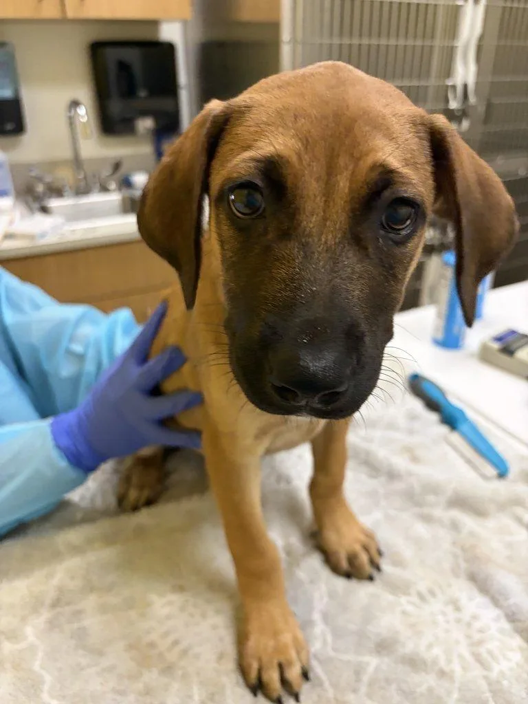 A baby small-sized male Brown / Chocolate Mixed Breed dog named Marceline Vampire for adoption in Raleigh, NC