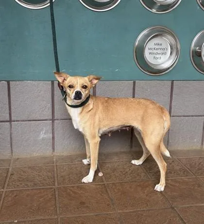 An adult small-sized female Chihuahua dog named Jasmine for adoption in Honolulu, HI