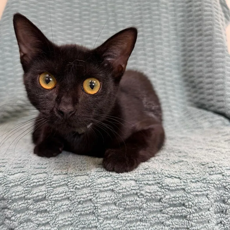 A baby medium-sized male Black Domestic Short Hair cat named Kristoff for adoption in Long Beach, CA
