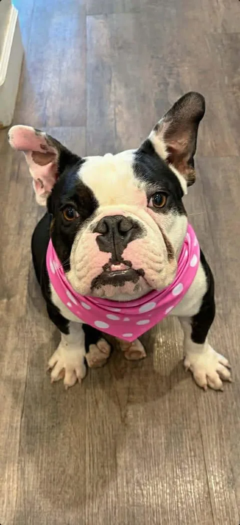 An adult medium-sized female Black French Bulldog dog named Lainey for adoption in San Tan Valley, AZ
